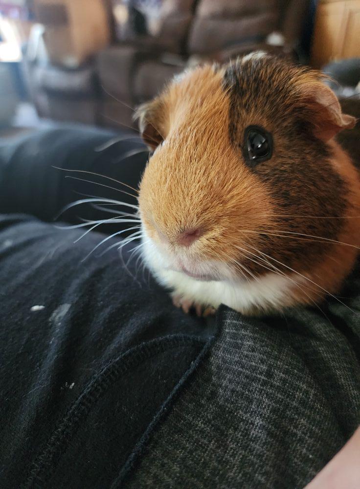 Walter ⭐️, Adoptable, Adult Male Guinea Pig.