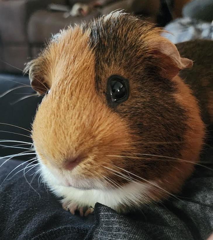 Walter ⭐️, Adoptable, Adult Male Guinea Pig.