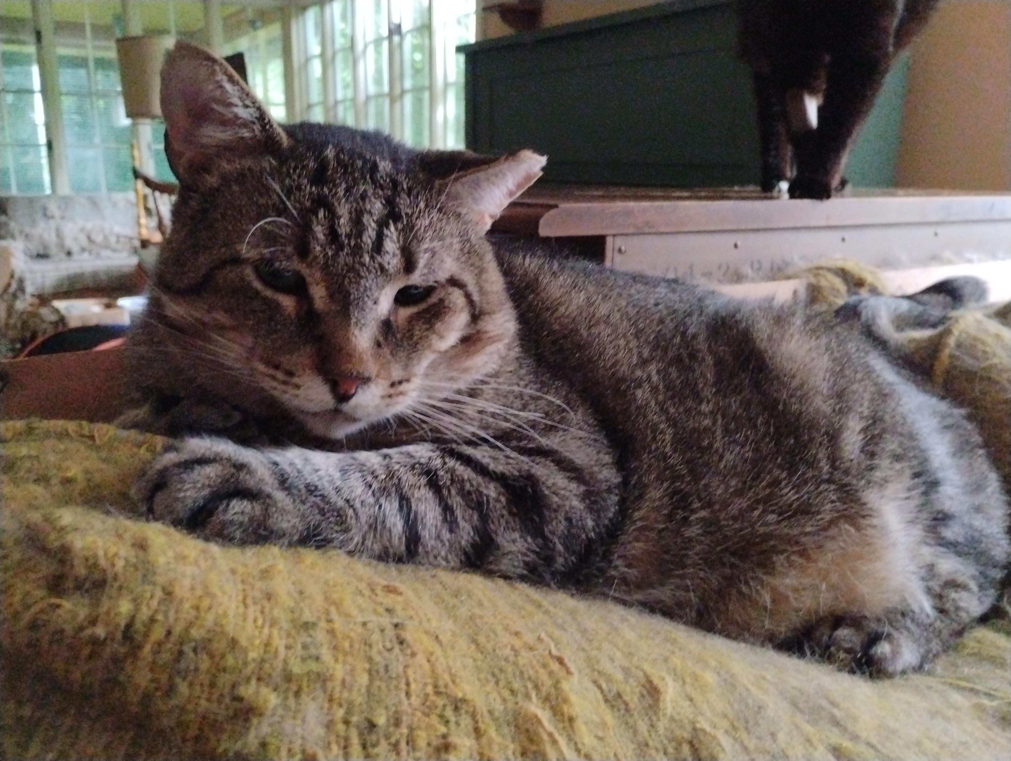 Willie, ADOPTABLE, Adult Male American Shorthair.