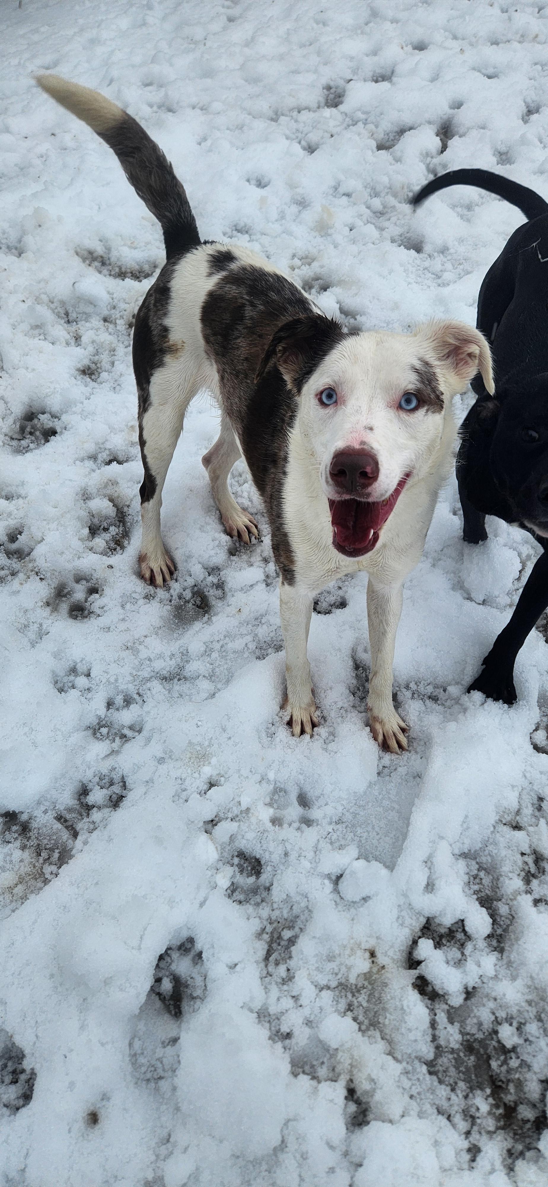 Enlarge Diva, an adoption pending Australian Shepherd in Berea, KY image 2/2