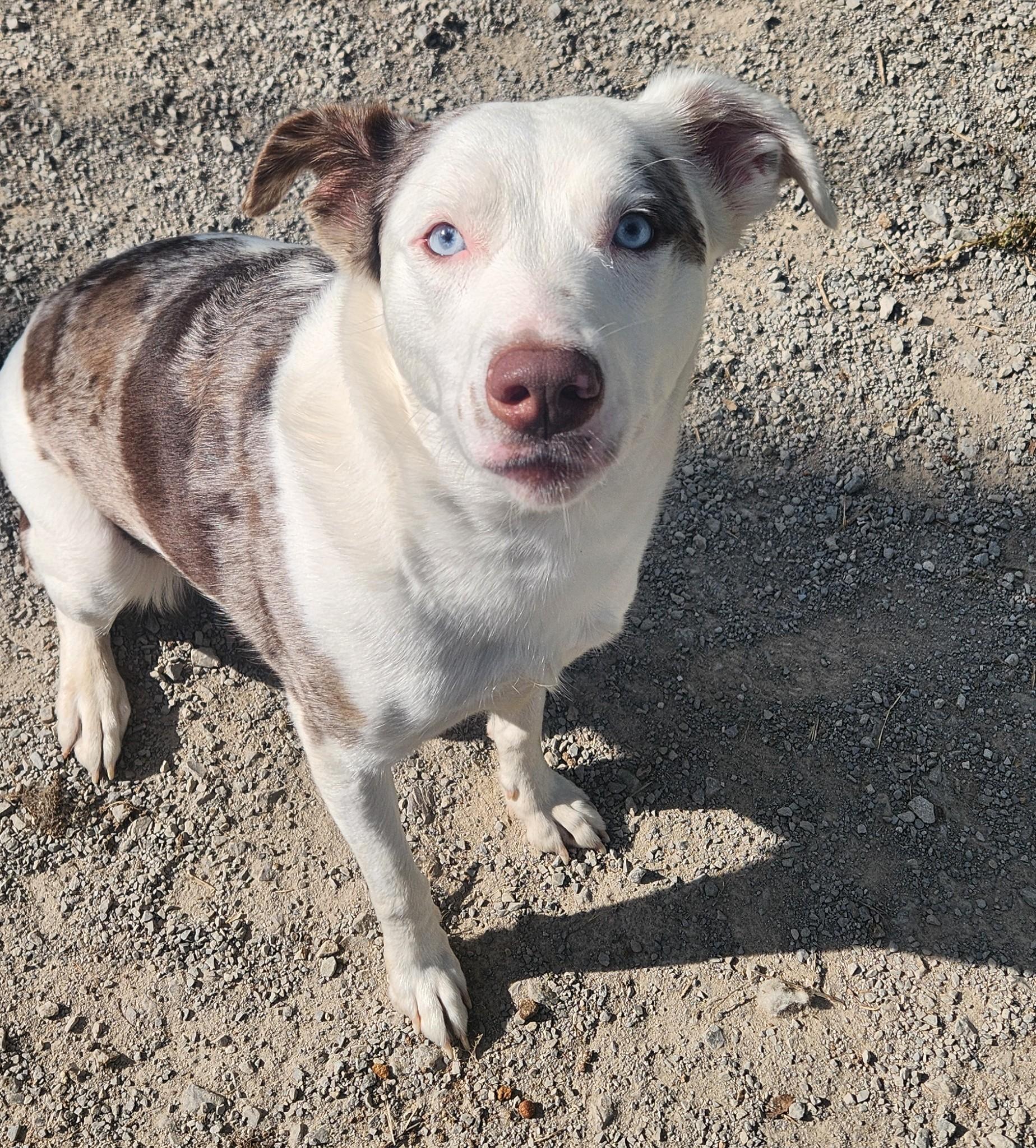 Diva, Adoptable, Adult Female Australian Shepherd.