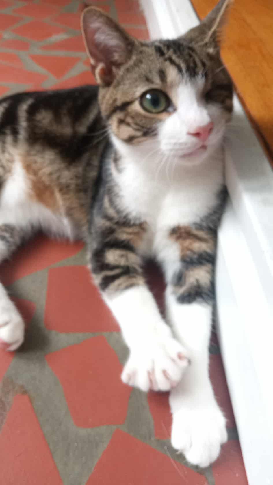 Munchkin, a Adoptable Domestic Short Hair in Washington, NC image 2/4