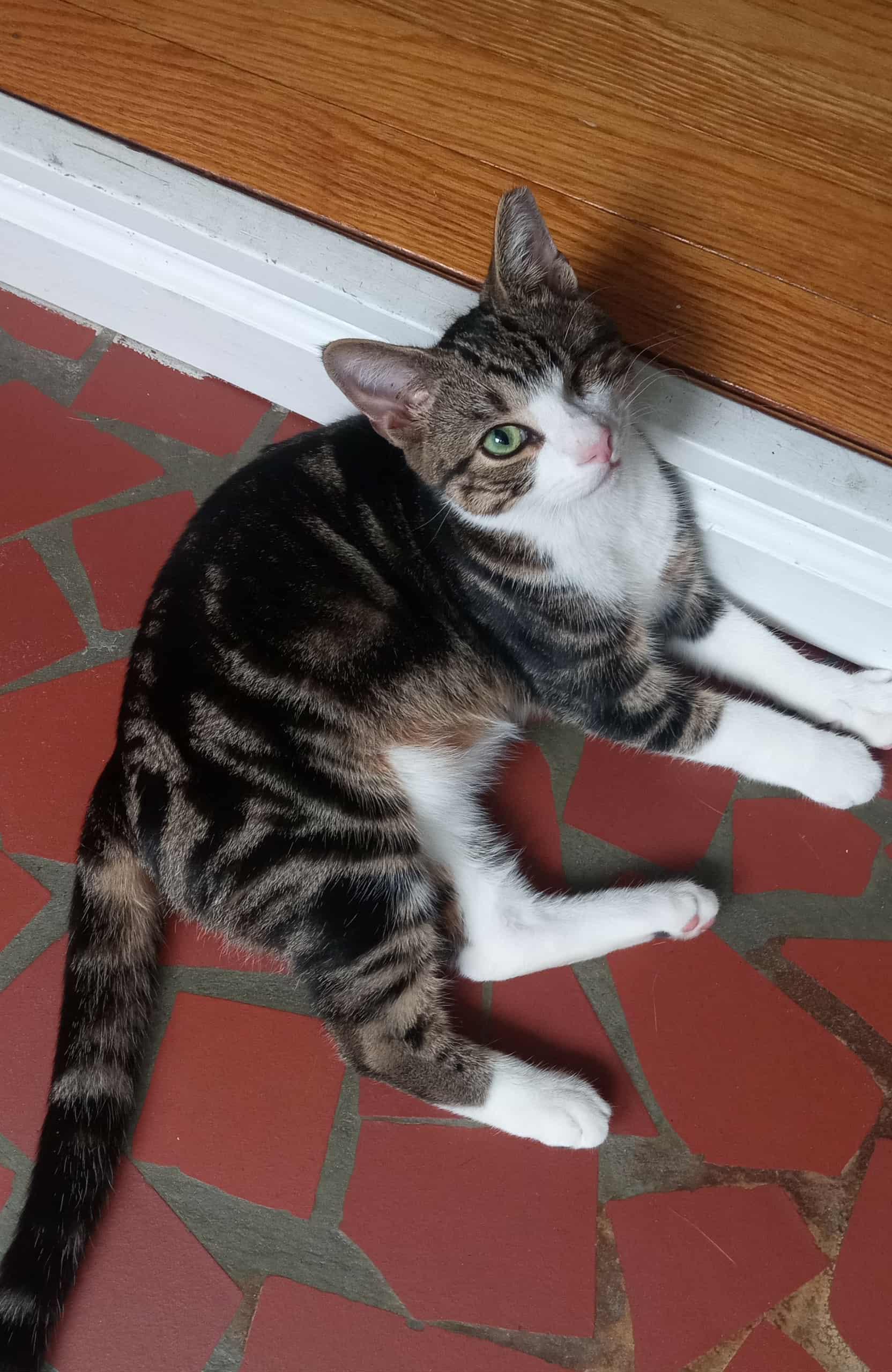 Munchkin, a Adoptable Domestic Short Hair in Washington, NC image 3/4