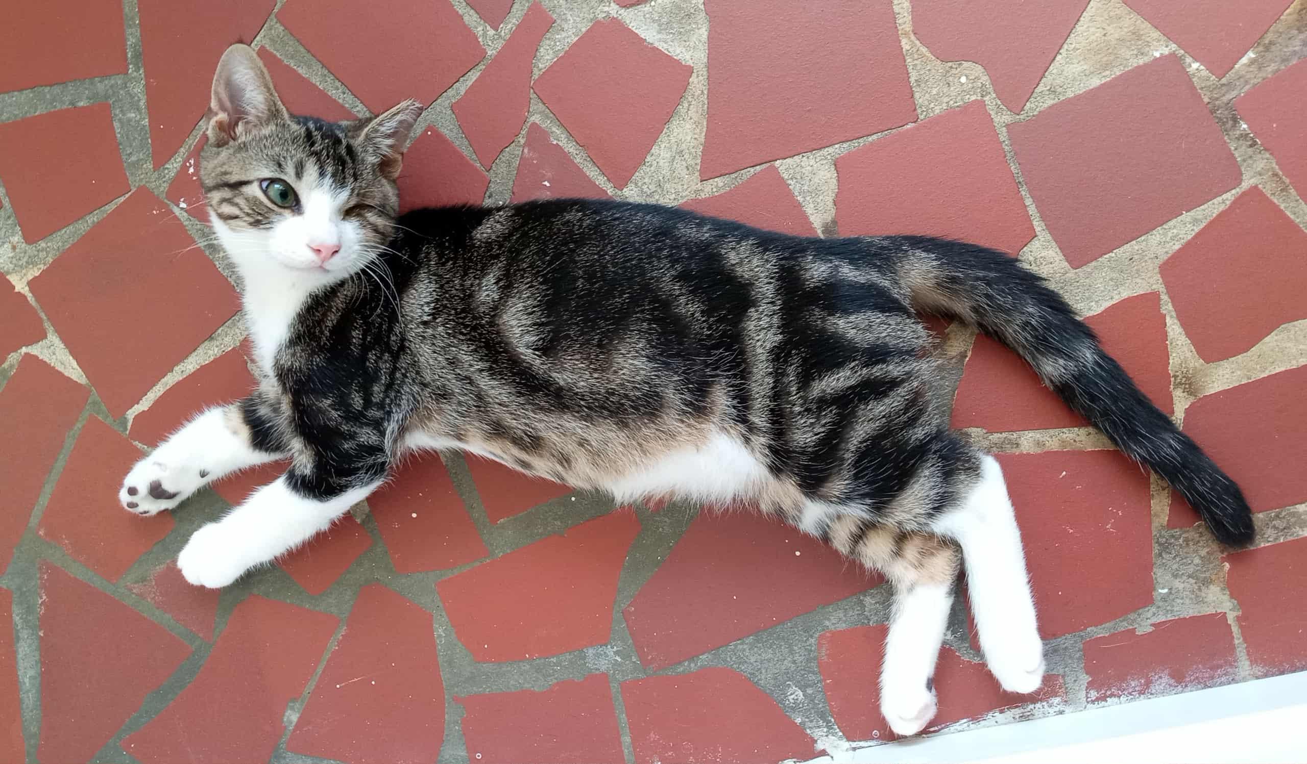 Munchkin, a Adoptable Domestic Short Hair in Washington, NC image 4/4