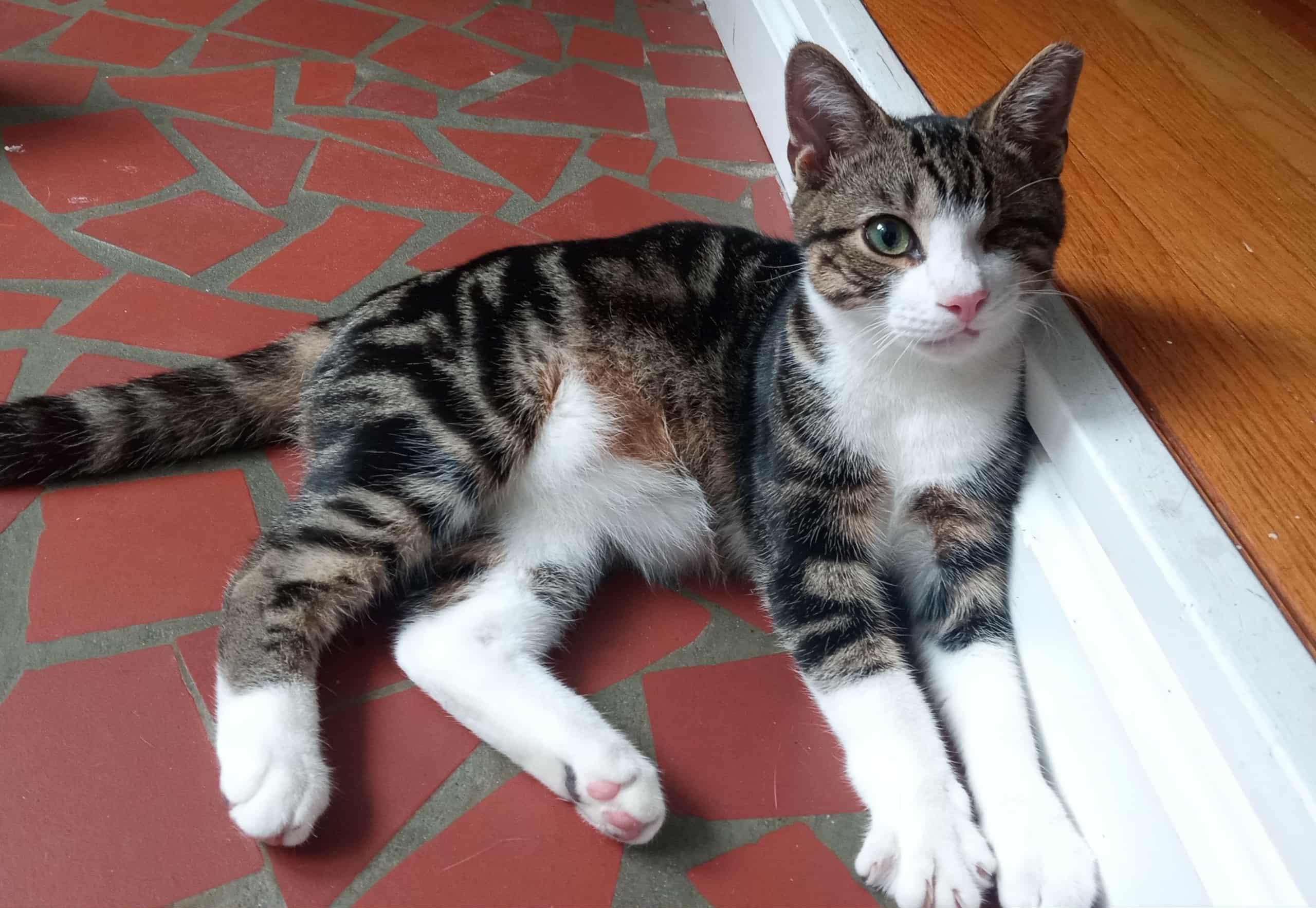 Munchkin, a Adoptable Domestic Short Hair in Washington, NC image 1/4