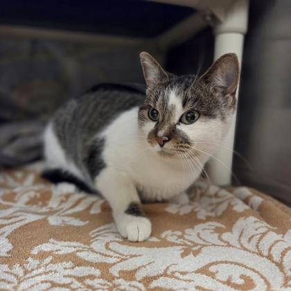 Marzipan, Adoptable, Young Female Domestic Short Hair & Domestic Short Hair.