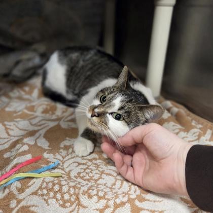 Enlarge Marzipan, a Adoptable mixed breed in Westland, MI image 2/3