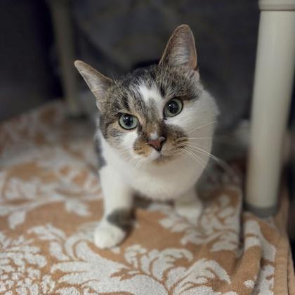 Enlarge Marzipan, a Adoptable mixed breed in Westland, MI image 3/3