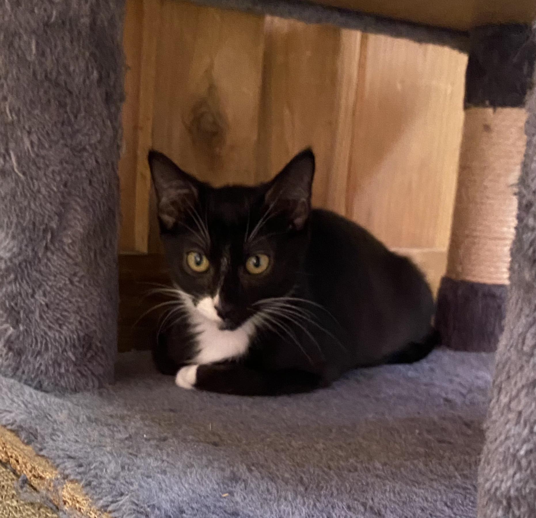 Can Cats Survive in 16 Degree Weather: Essential Survival Tips