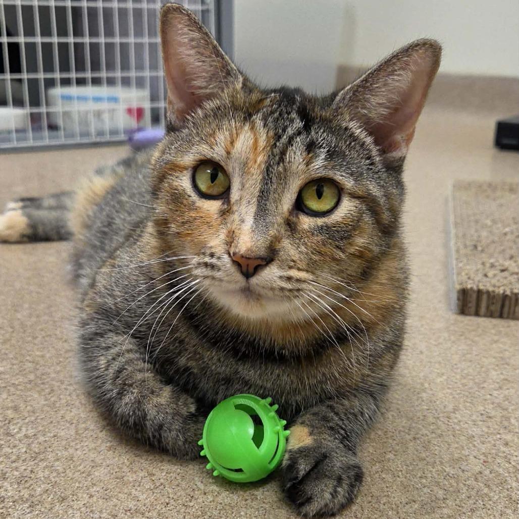 Enlarge Catalina, a Adoptable Domestic Short Hair in Oshkosh, WI image 1/5