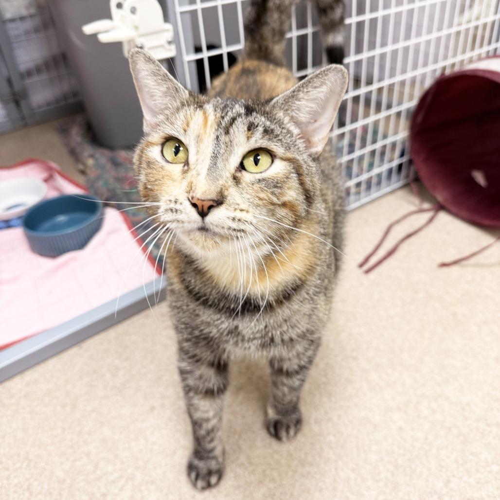 Enlarge Catalina, a Adoptable Domestic Short Hair in Oshkosh, WI image 2/5