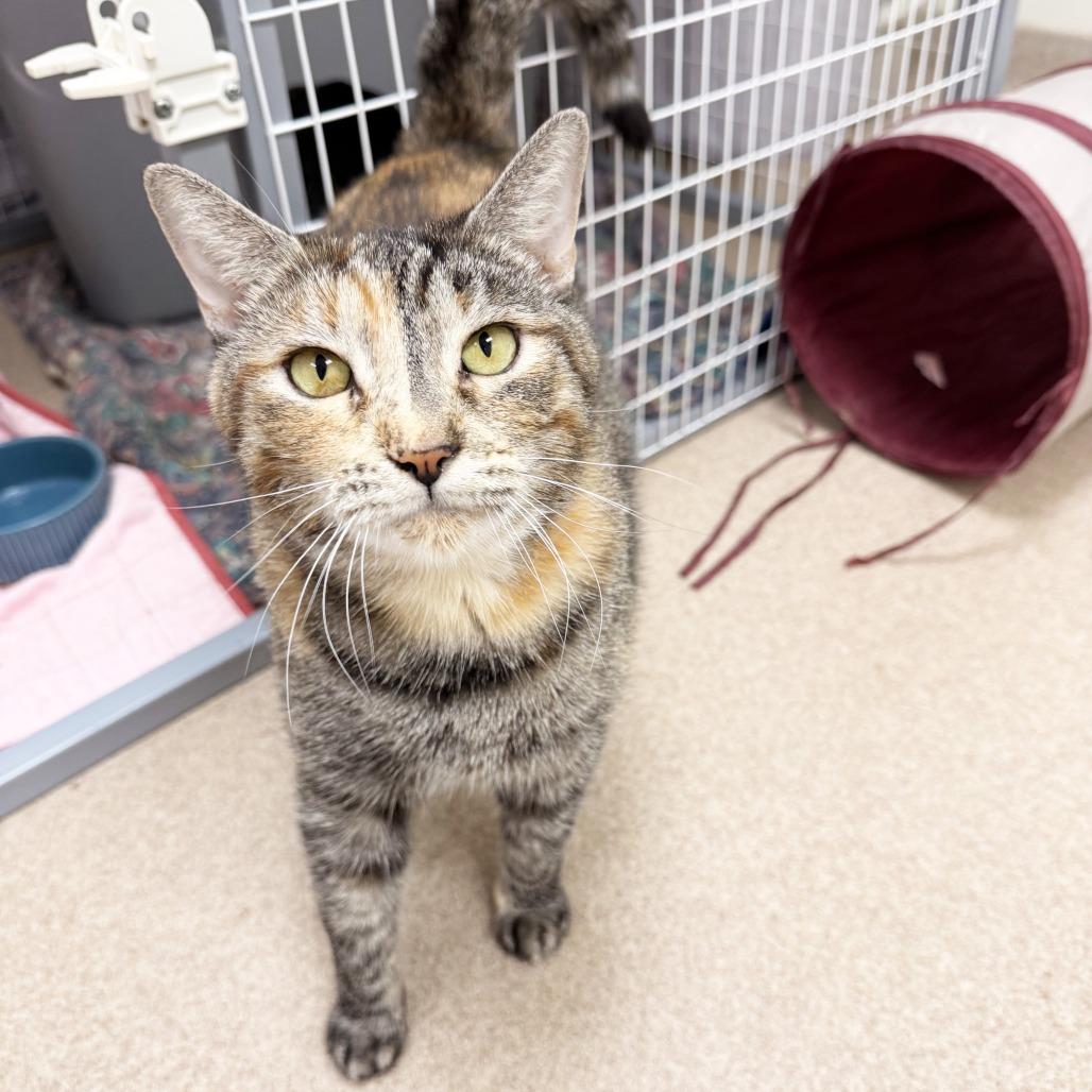 Enlarge Catalina, a Adoptable Domestic Short Hair in Oshkosh, WI image 3/5