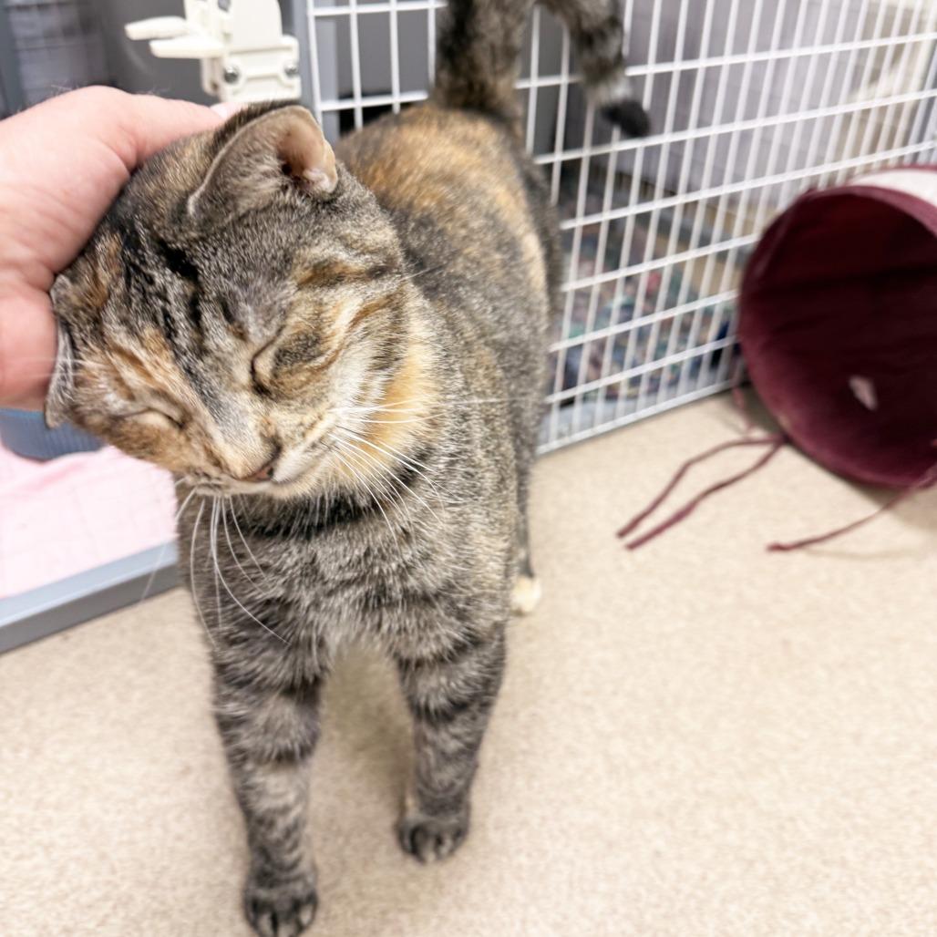Enlarge Catalina, a Adoptable Domestic Short Hair in Oshkosh, WI image 4/5
