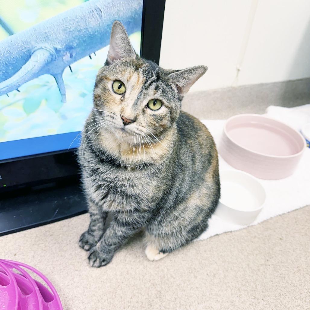 Enlarge Catalina, a Adoptable Domestic Short Hair in Oshkosh, WI image 5/5