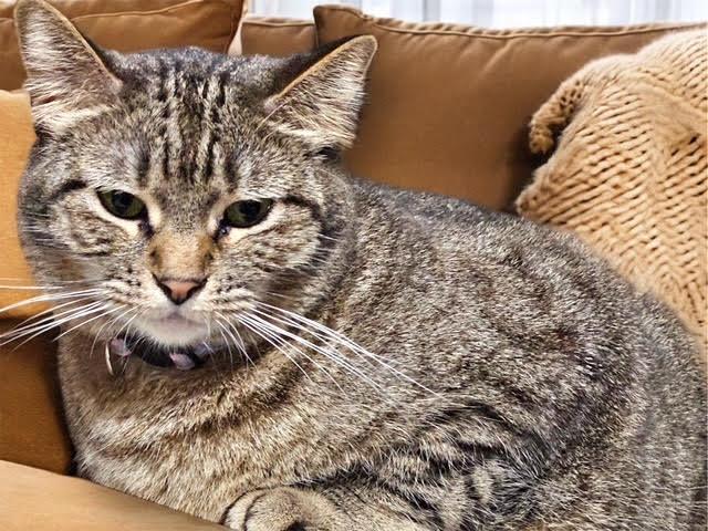 Lacey, Adoptable, Adult Female Tabby.