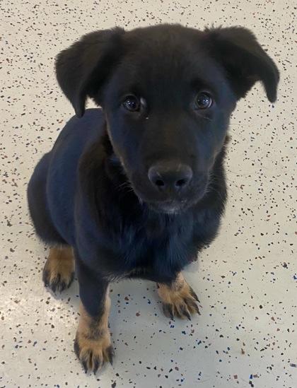 Neal, adopted, Young Male Anatolian Shepherd.