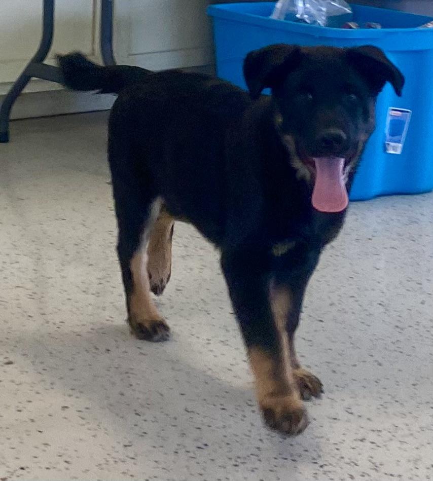 Enlarge Neal, an adopted Anatolian Shepherd in Glasgow, KY image 2/2