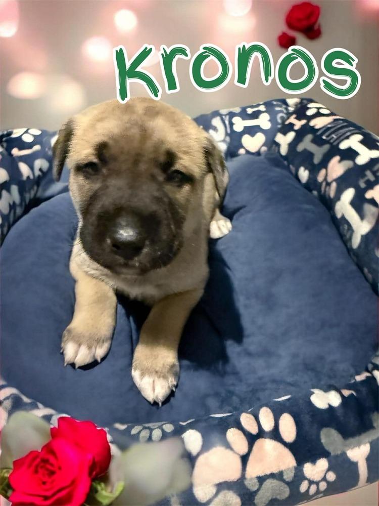 Kronos, Adoptable, Puppy Male Husky & Shepherd.