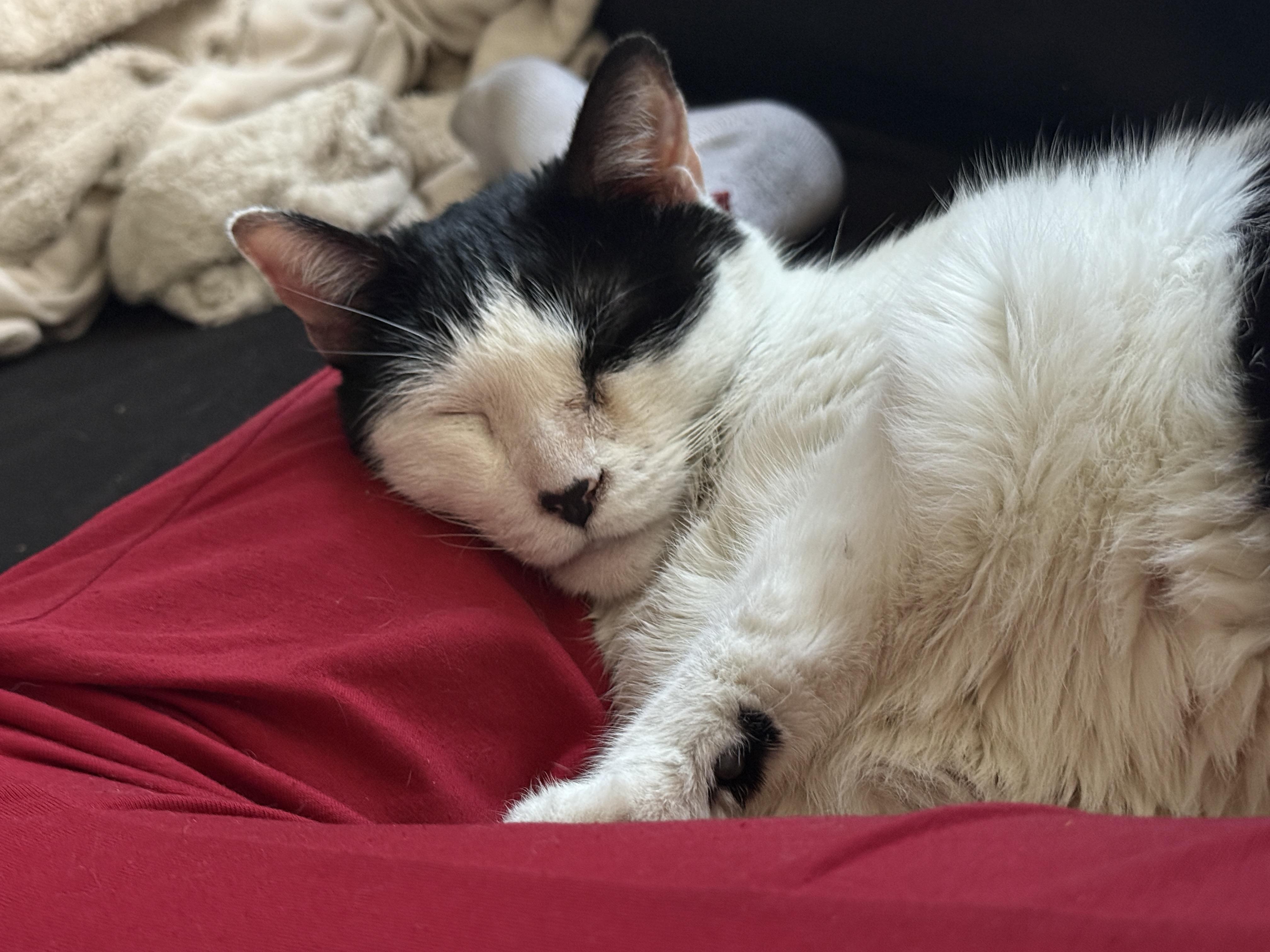 Enlarge Lotti lives for LOVE, a Adoptable American Shorthair in Guilford, CT image 6/6