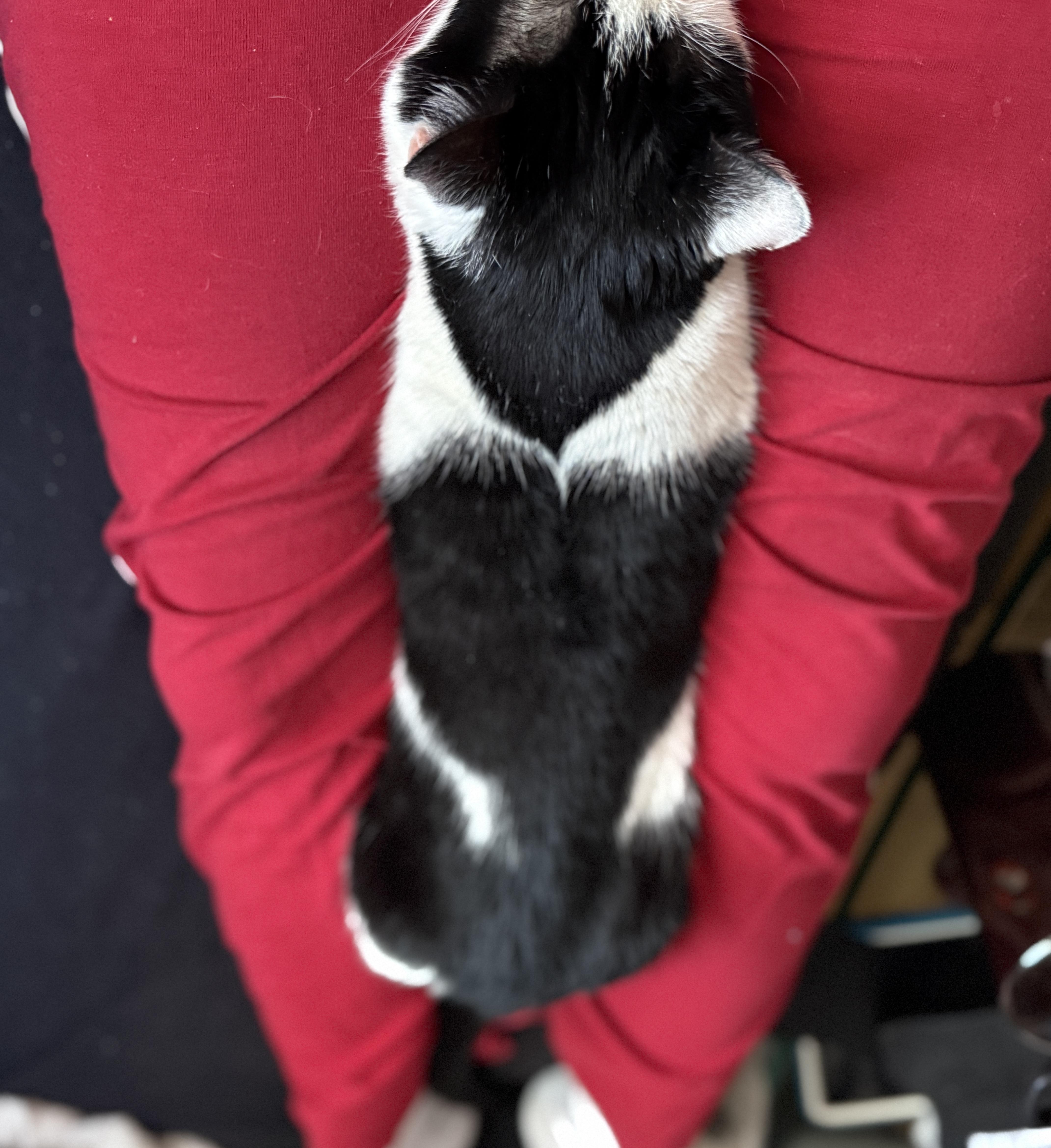 Enlarge Lotti lives for LOVE, a Adoptable American Shorthair in Guilford, CT image 5/6