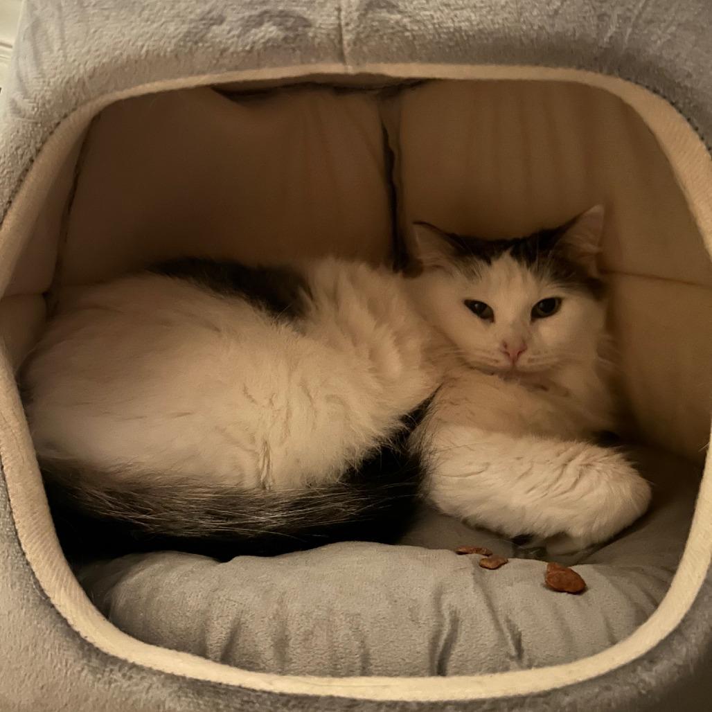 Taylor, a Adoptable Domestic Long Hair in South Elgin, IL image 1/4