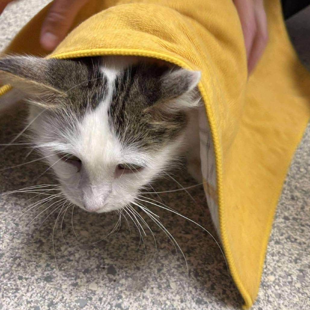 Taylor, Adoptable, Adult Female Domestic Long Hair.