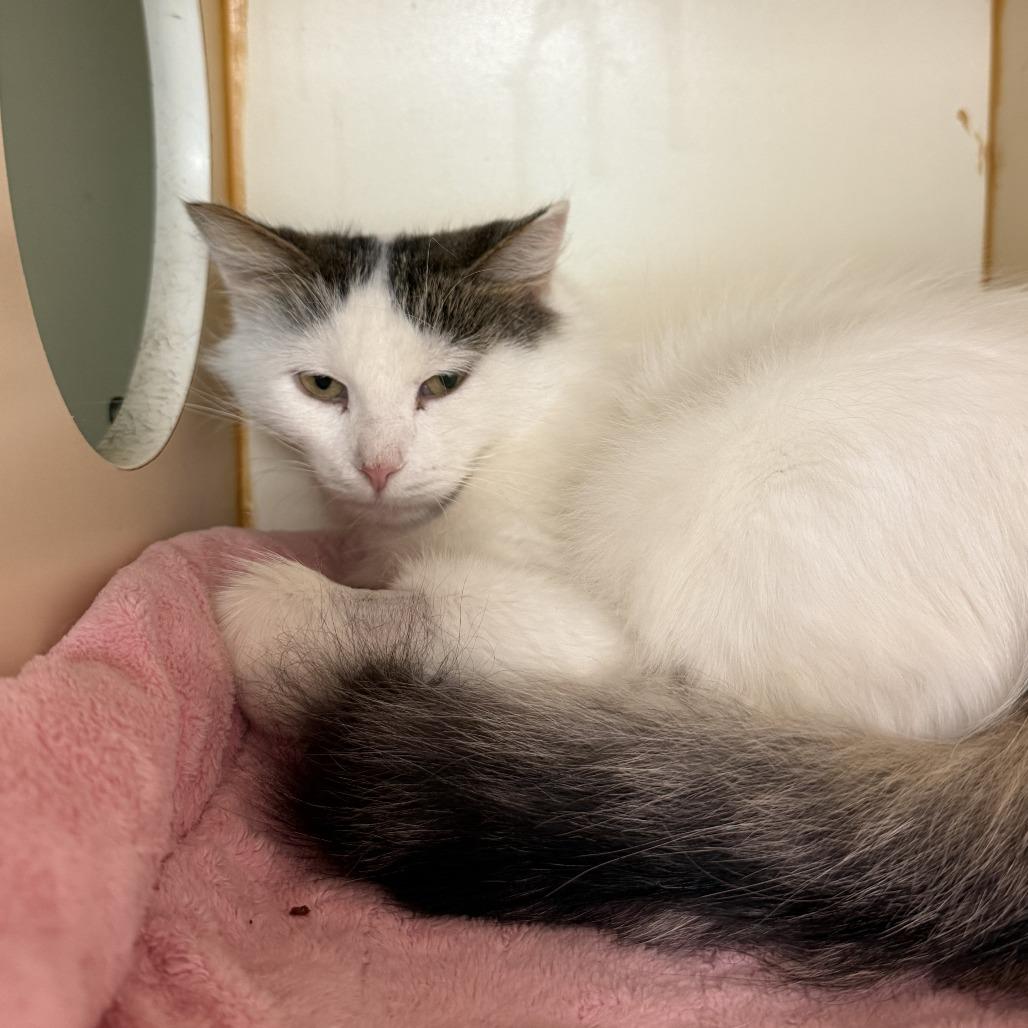 Taylor, a Adoptable Domestic Long Hair in South Elgin, IL image 3/4