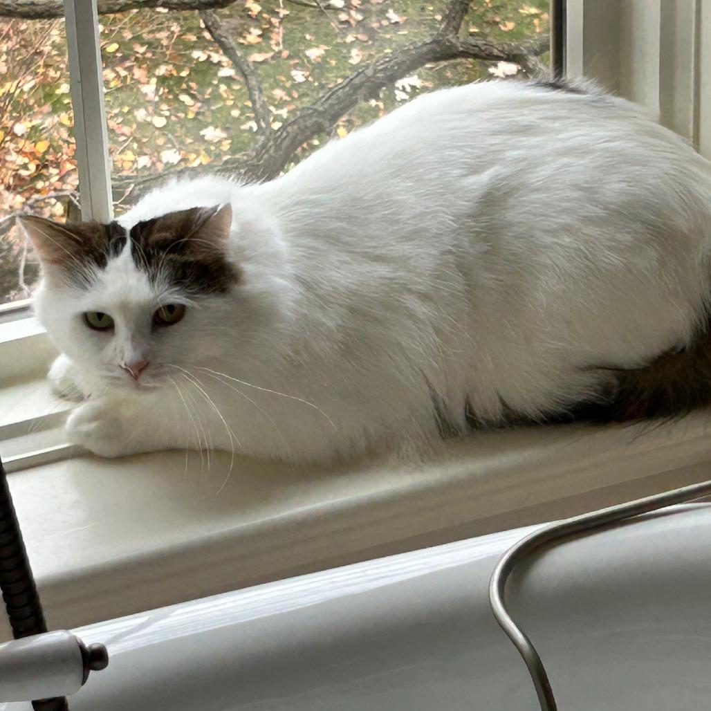 Taylor, a Adoptable Domestic Long Hair in South Elgin, IL image 4/4