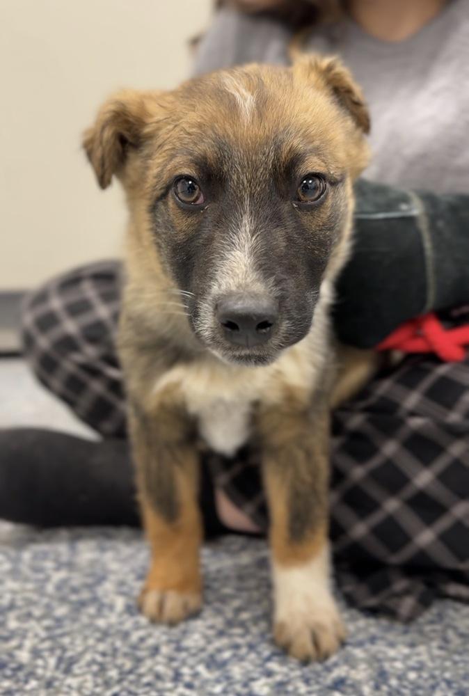 Enlarge Rye, a Adoptable mixed breed in Bemidji, MN image 1/2