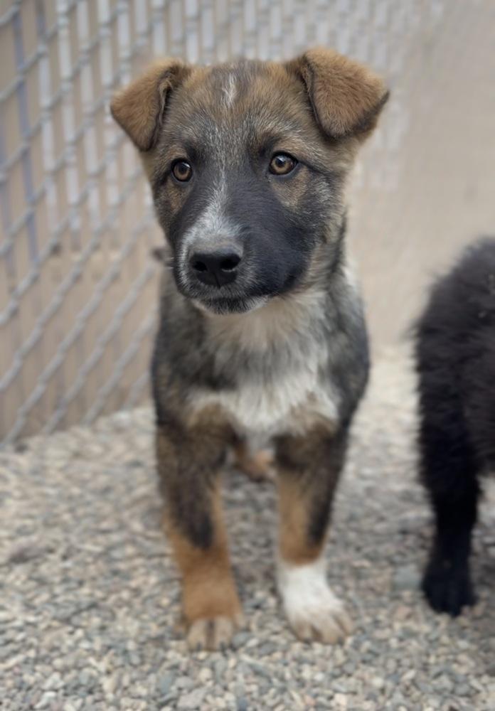 Enlarge Rye, a Adoptable mixed breed in Bemidji, MN image 2/2