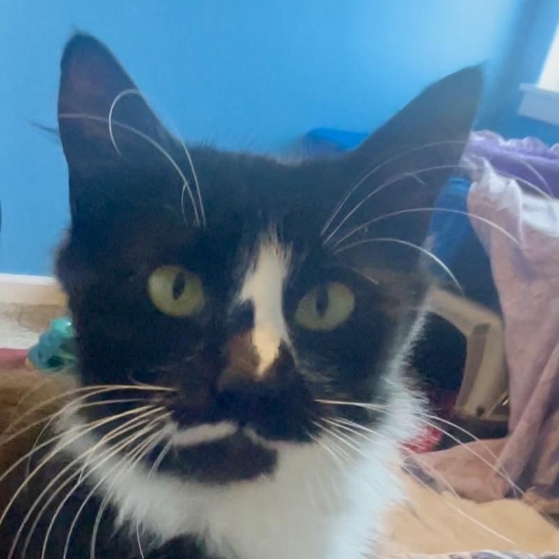 Winnie, a Adoptable Domestic Medium Hair in Keizer, OR image 1/4