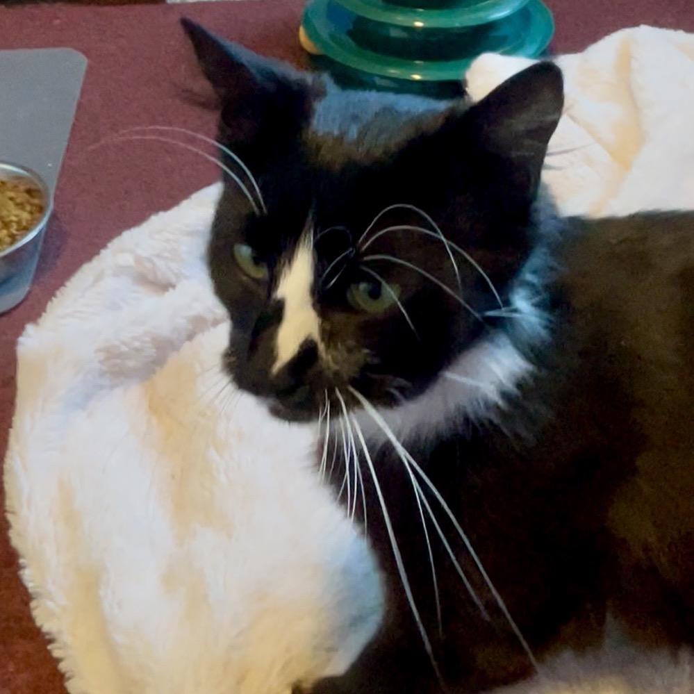 Winnie, a Adoptable Domestic Medium Hair in Keizer, OR image 2/4