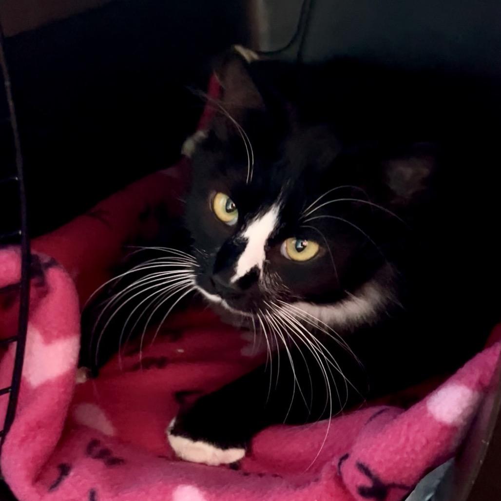 Winnie, a Adoptable Domestic Medium Hair in Keizer, OR image 3/4