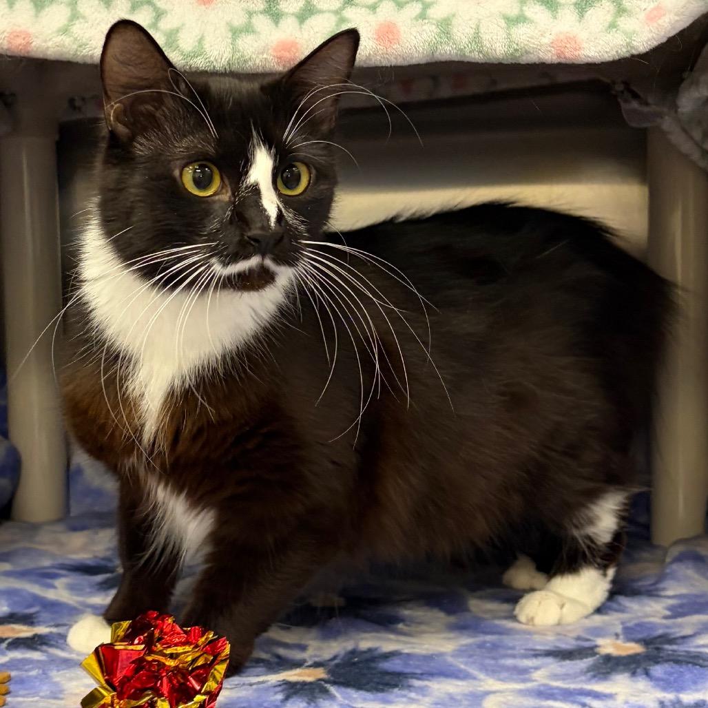Winnie, a Adoptable Domestic Medium Hair in Keizer, OR image 4/4