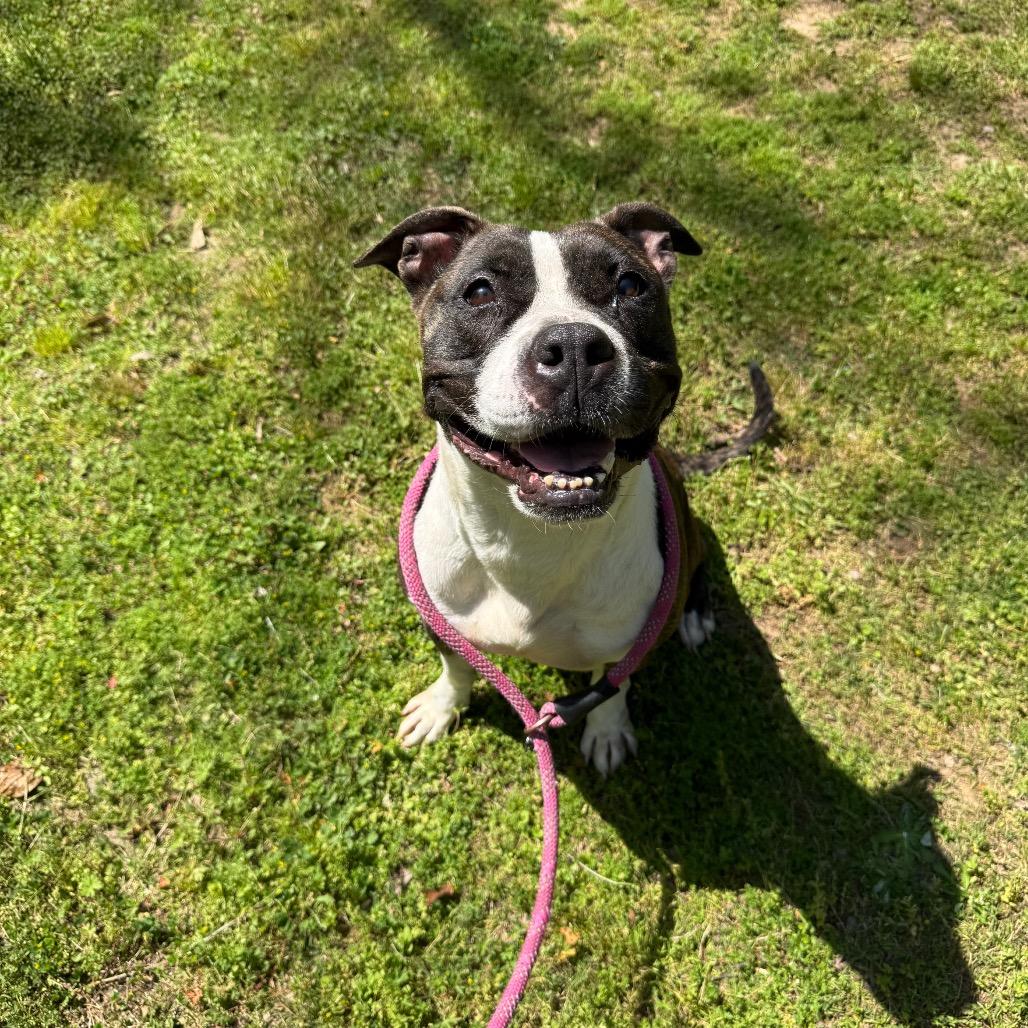 Ruby 7873, Adoptable, Senior Female Mixed Breed.