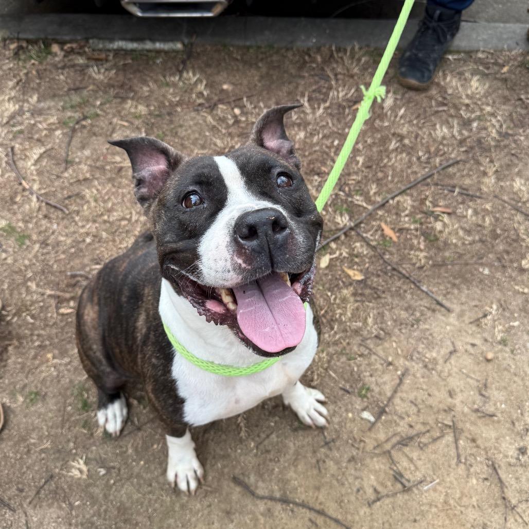 Ruby 7873, a Adoptable Mixed Breed in Columbus, GA image 2/6