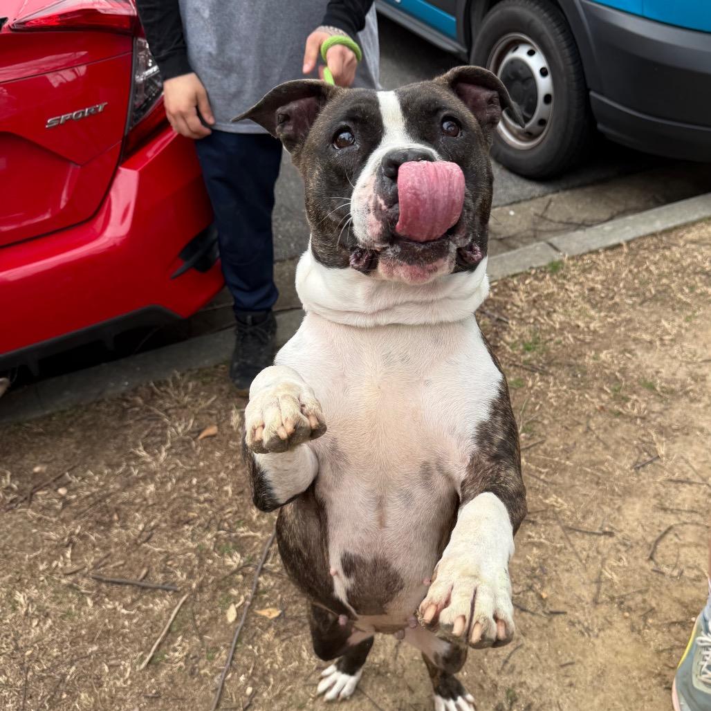 Ruby 7873 — thumbnail 3