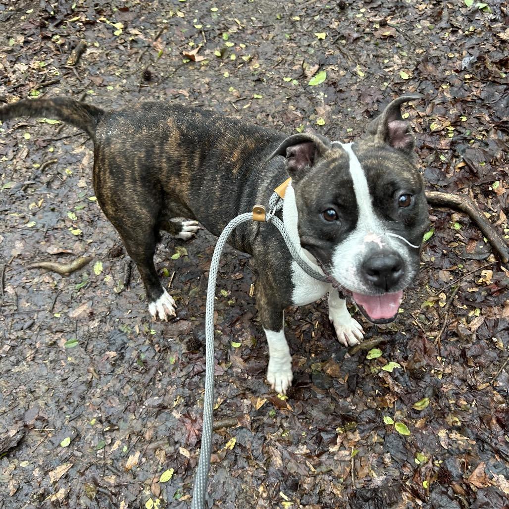 Ruby 7873, a Adoptable Mixed Breed in Columbus, GA image 4/6