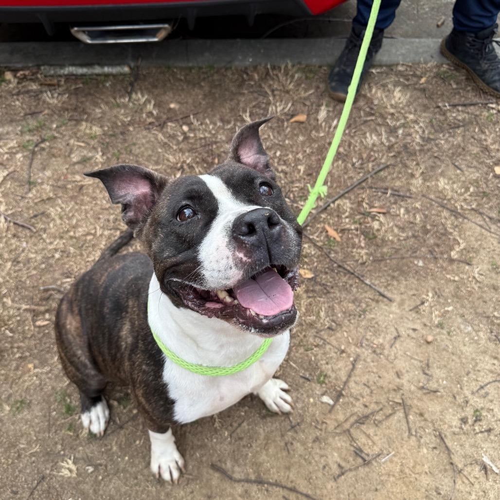 Ruby 7873, a Adoptable Mixed Breed in Columbus, GA image 5/6