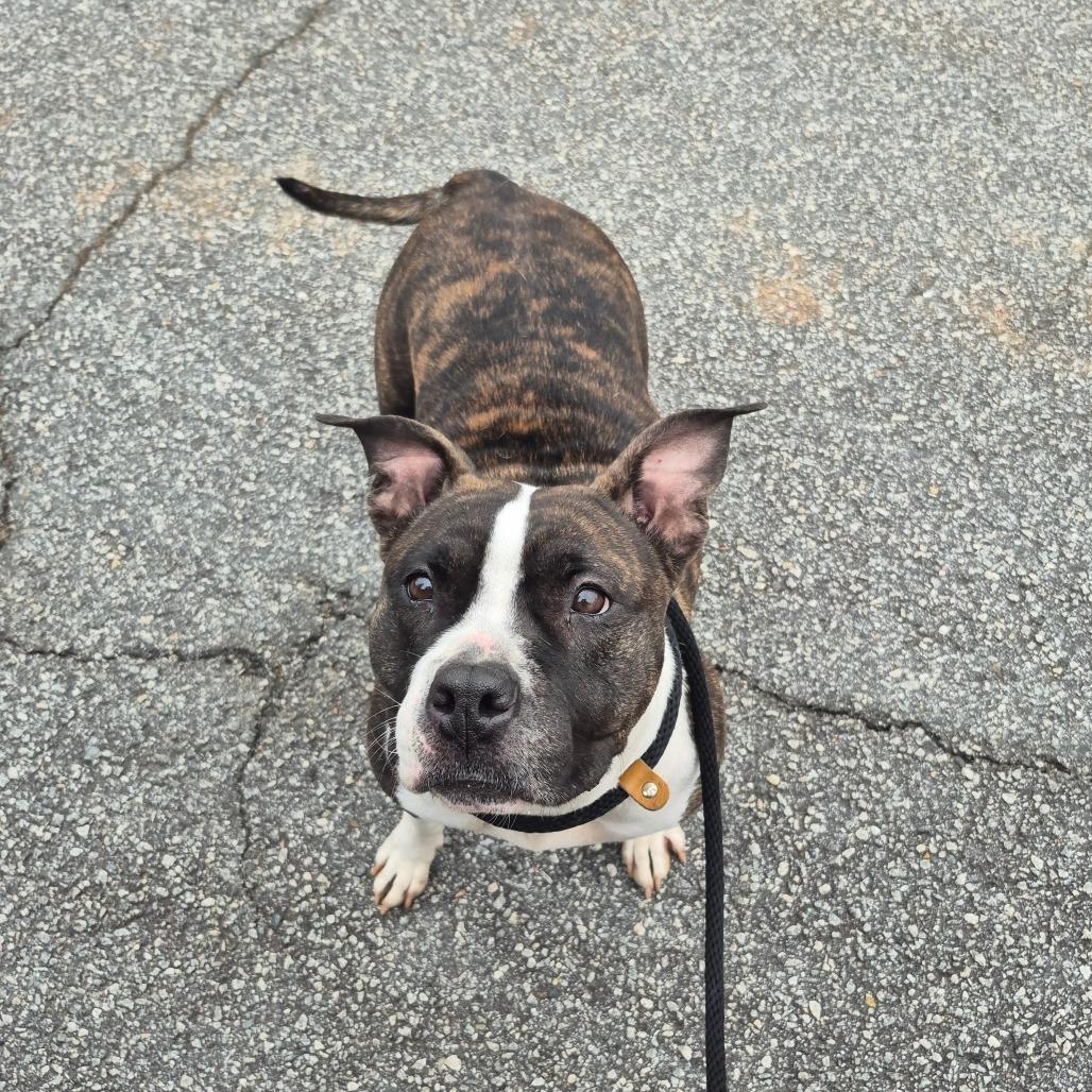 Ruby 7873, a Adoptable Mixed Breed in Columbus, GA image 6/6