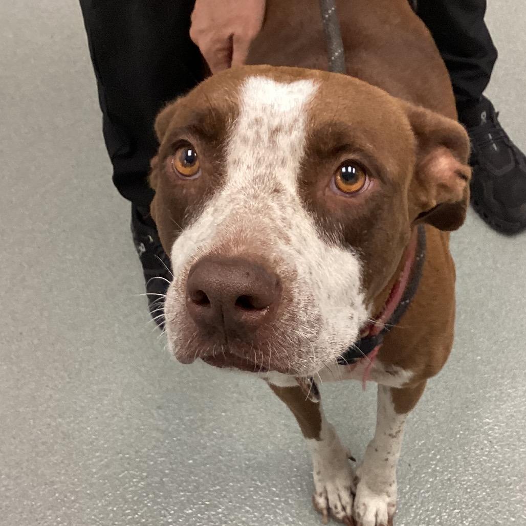 Hope, Adoptable, Adult Female Pit Bull Terrier.