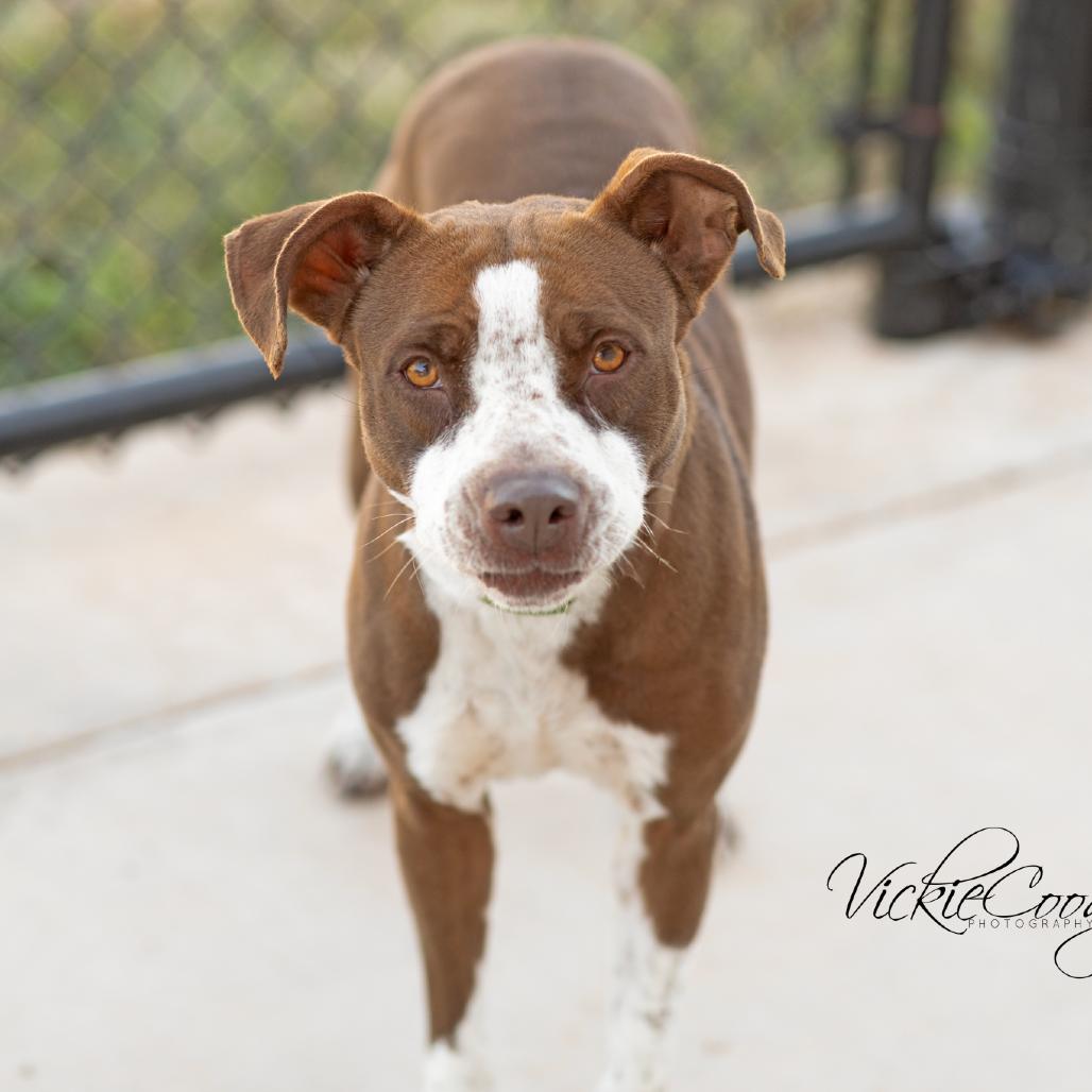 Enlarge Hope, a Adoptable Pit Bull Terrier in Abilene, TX image 2/3