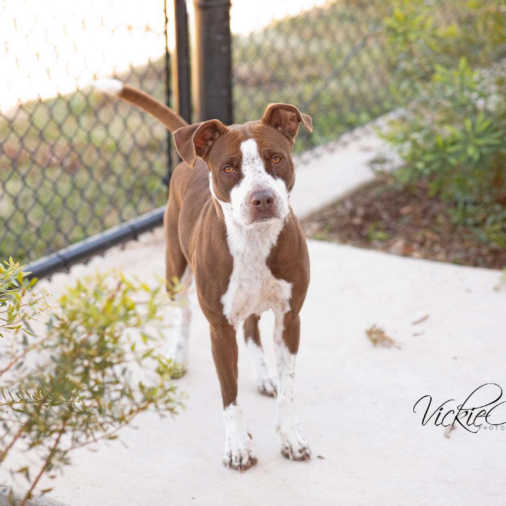Enlarge Hope, a Adoptable Pit Bull Terrier in Abilene, TX image 3/3
