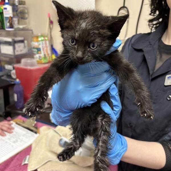 Xaden, a Adoptable Domestic Short Hair in Tempe, AZ image 1/2