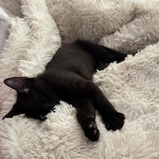 Xaden, a Adoptable Domestic Short Hair in Tempe, AZ image 2/2