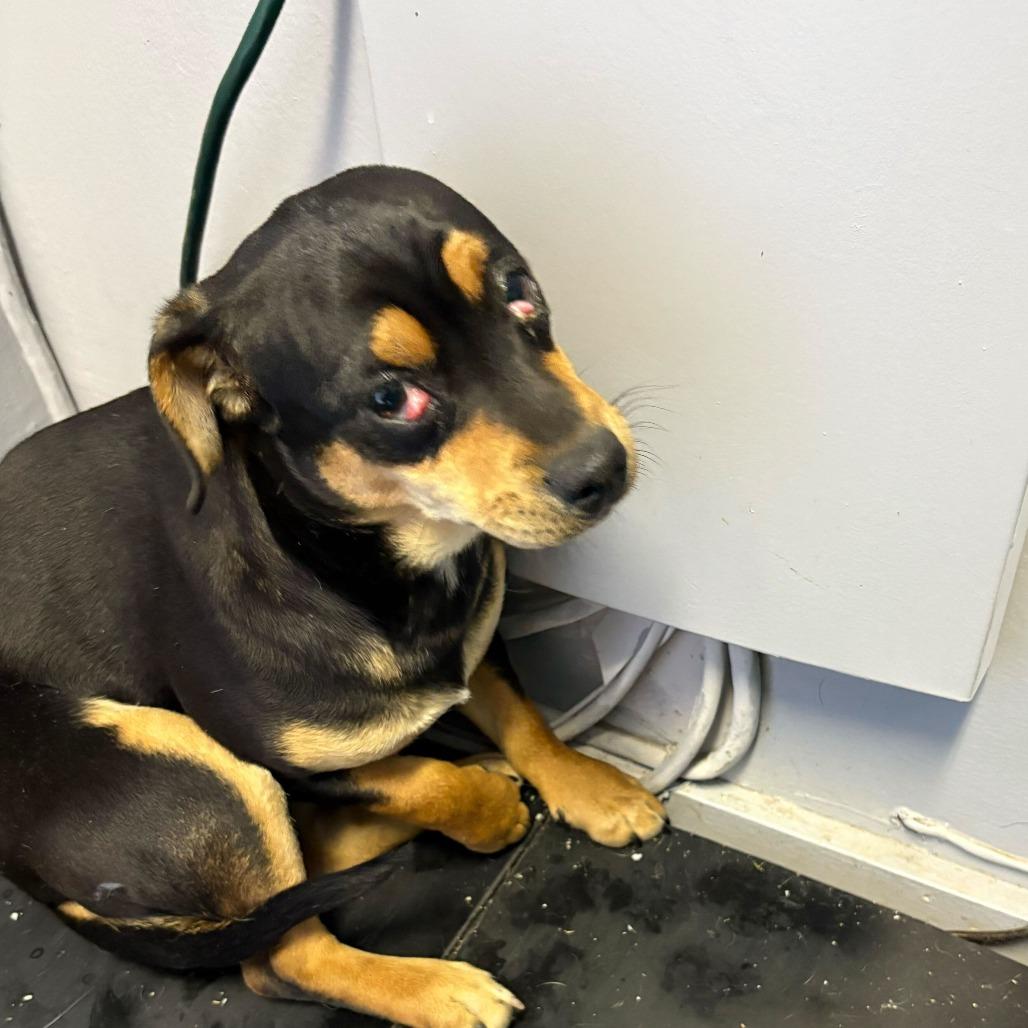 Chase, Adoptable, Puppy Male Mixed Breed.