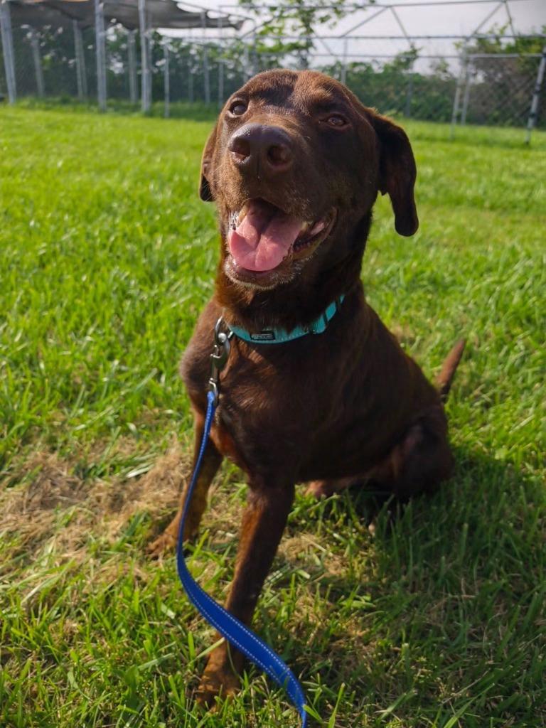 Enlarge Hershey, a Adoptable mixed breed in Centralia, IL image 1/5