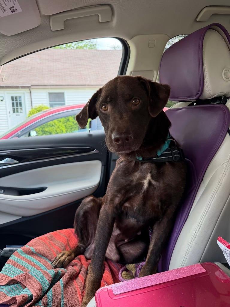 Enlarge Hershey, a Adoptable mixed breed in Centralia, IL image 2/5