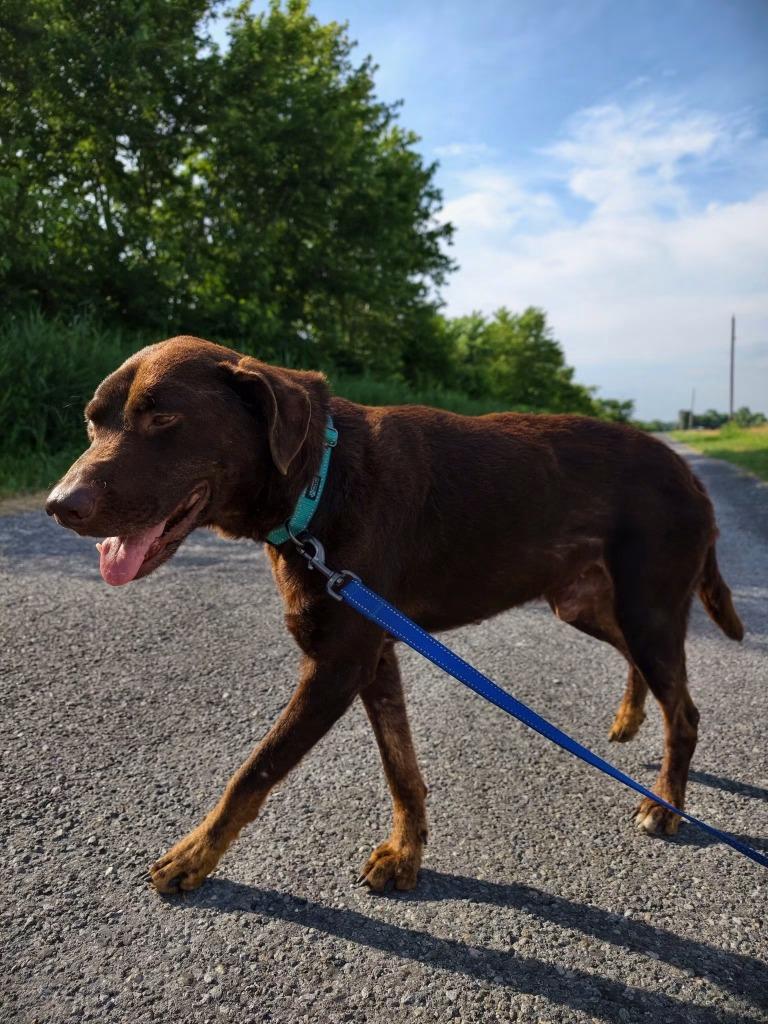 Enlarge Hershey, a Adoptable mixed breed in Centralia, IL image 3/5