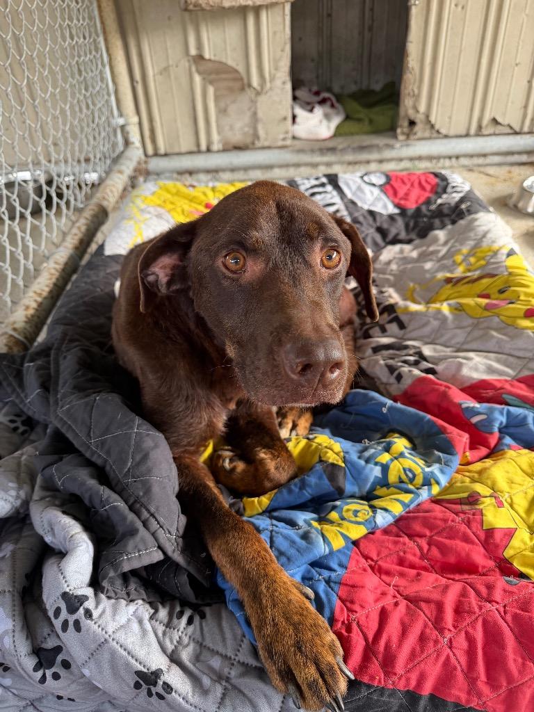 Enlarge Hershey, a Adoptable mixed breed in Centralia, IL image 4/5